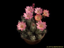 Echinocereus salm-dyckianus v. obscuriensis 1068